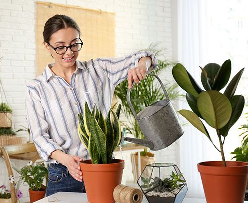 Vouspourrez arrover plantes et légumes sans crainte grâce à l'adoucisseur d'eau domestique.